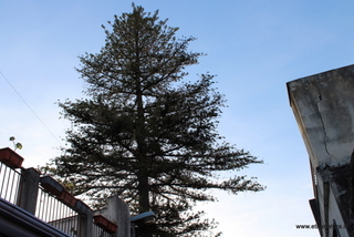 Araucaria santa Barbara